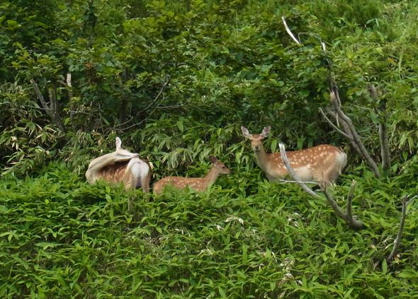 Hokkaido Shika Deers