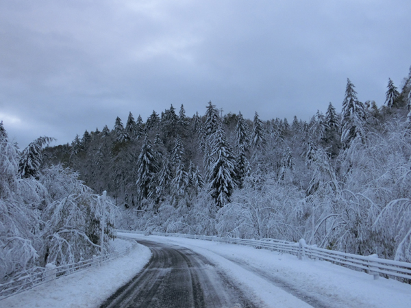 Bent trees