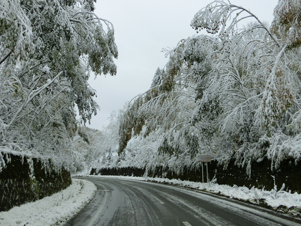 Bent trees
