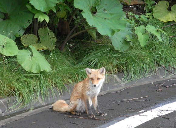 Vulpes vupes schrencki