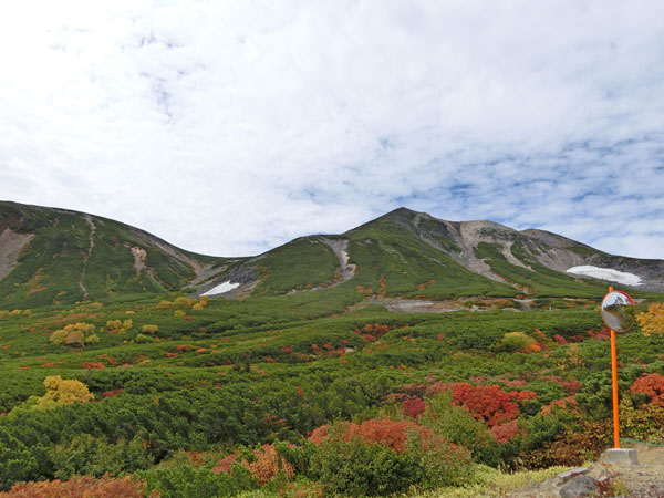 Tree line