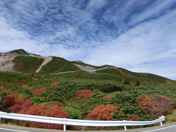 Tree line