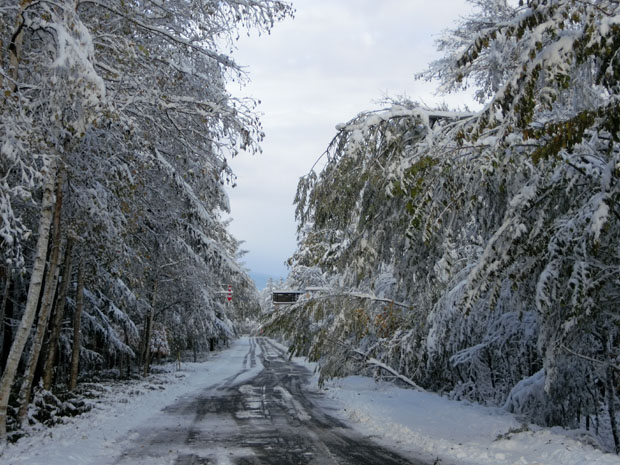 Arbres courbés