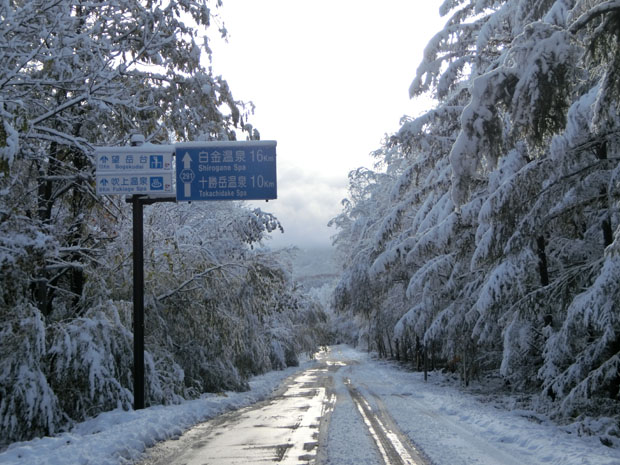 Bent trees