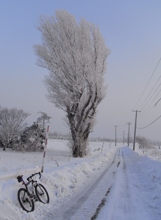 Hard rime covered trees