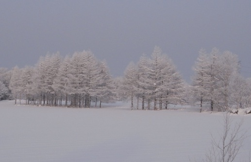 Arbres couverts de givre