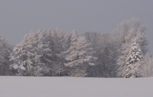 Arbres couverts de givre