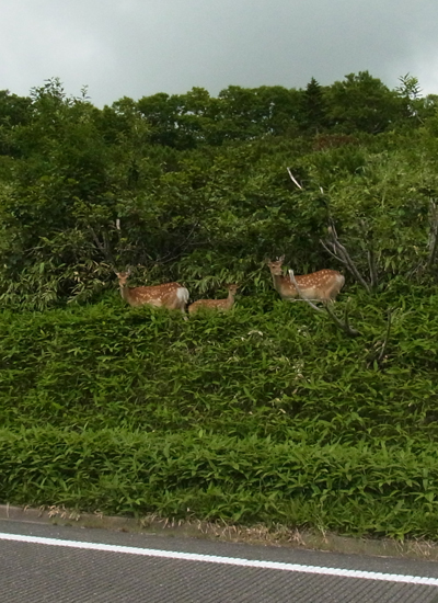 Hokkaido Shika Deers