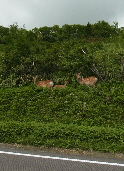 Cervus nippon yesoensis