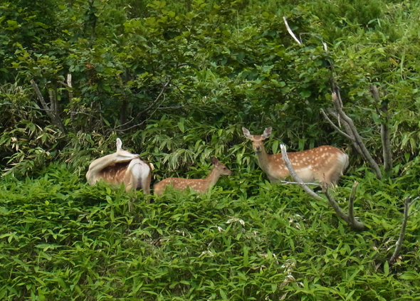 Cervus nippon yesoensis