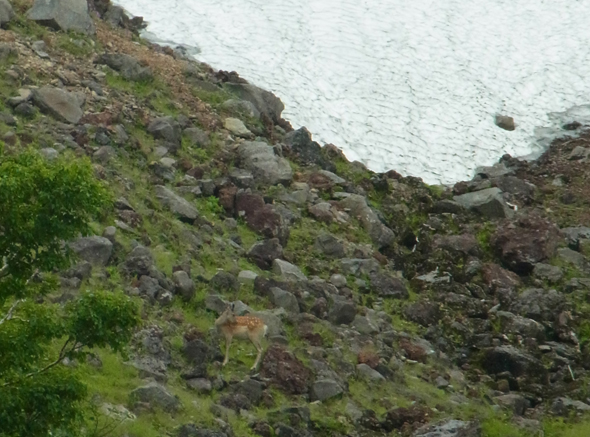 Hokkaido Shika Deer