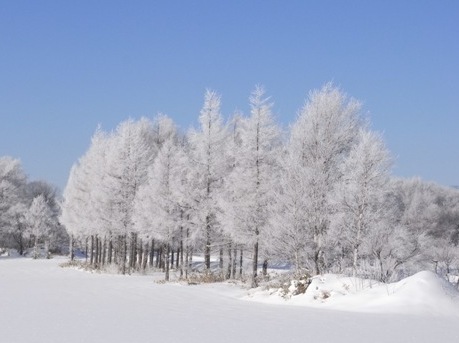 Árboles en Oyafuru