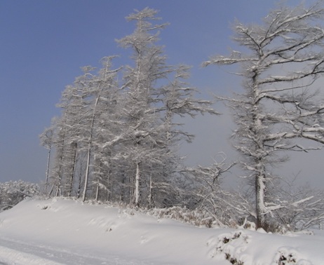 Arbres à Oyafuru