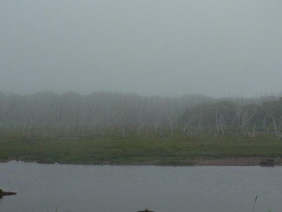 Withering oak trees