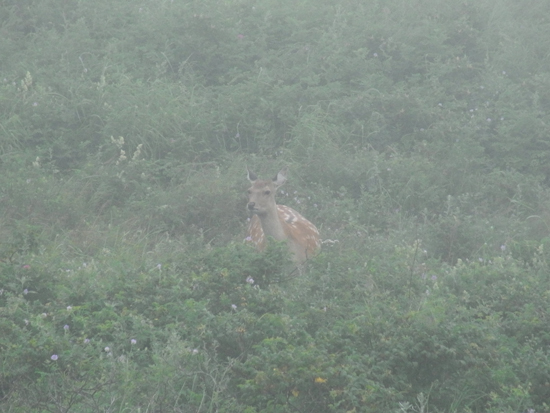 Cervus nippon yesoensis