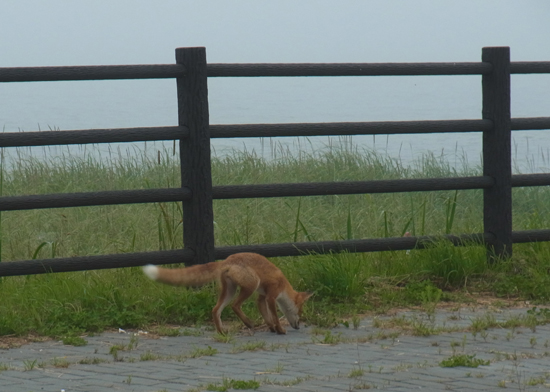 Vulpes vulpes schrencki